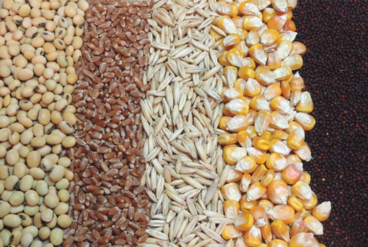 Cereales Bodegas Daimiel